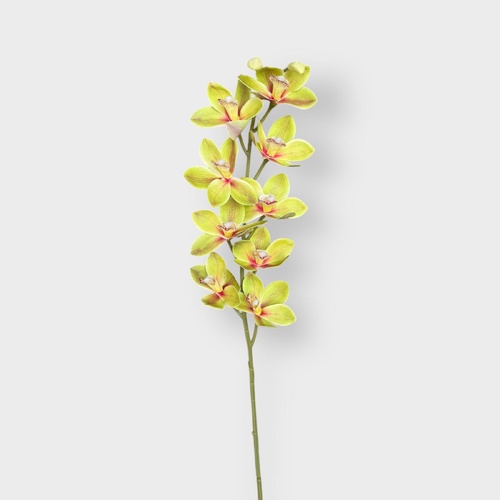 Mini Dendrobium Orchid RT7170GR