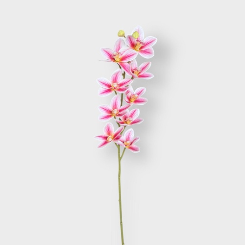 Mini Dendrobium Orchid RT7170PK