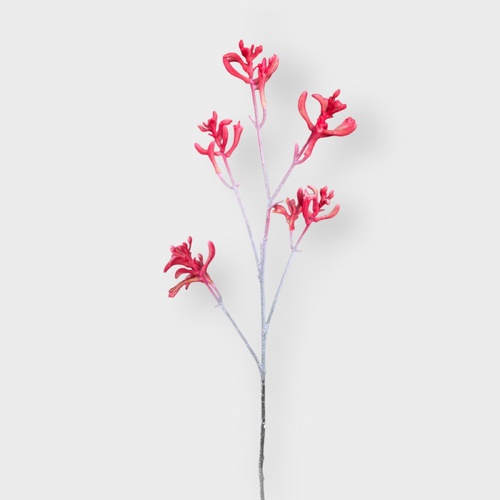 Kangaroo Paw RT7191RD