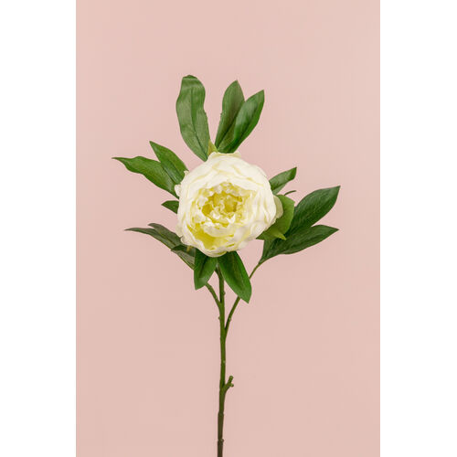 King Peony S064-CR