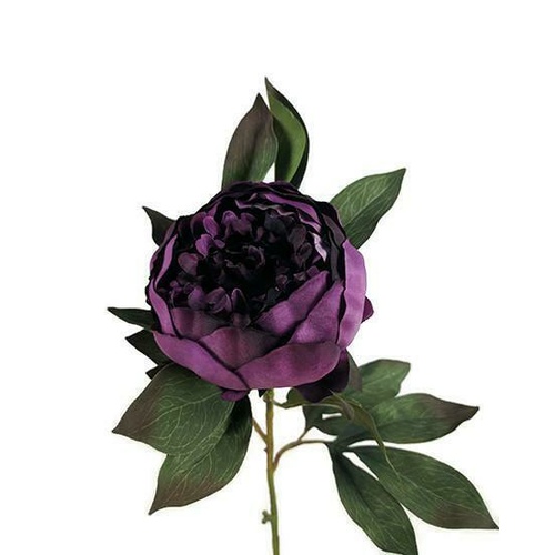 King Peony S064-CRAN