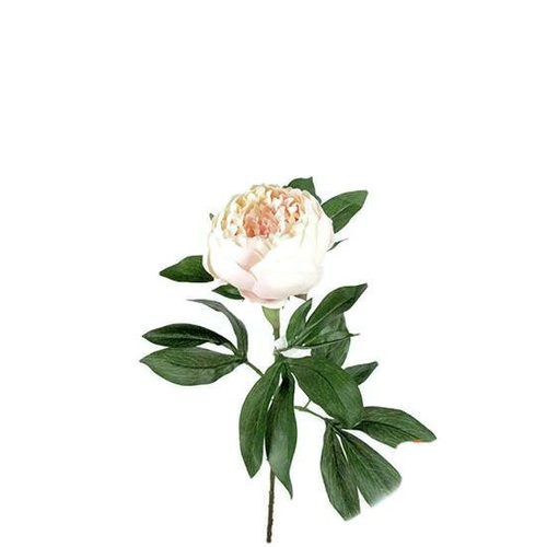 King Peony S064-LPNK