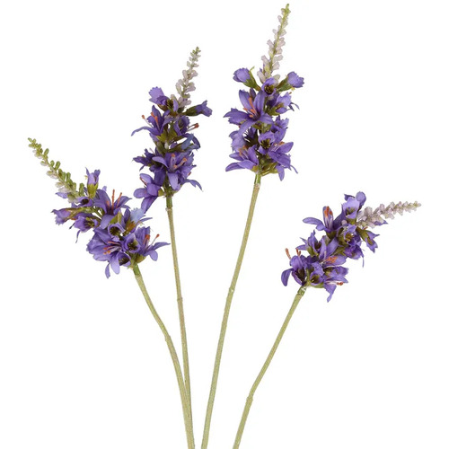 SALVIA NUTANS SAGE SPRAY LAVENDER S14LV