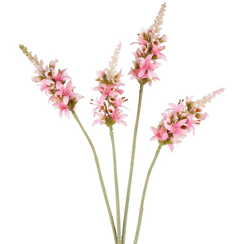 SALVIA NUTANS SAGE SPRAY PINK S14PK