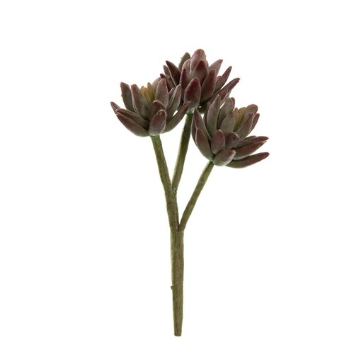 Agave S183BU