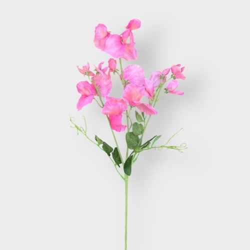 Sweet Peas S210P