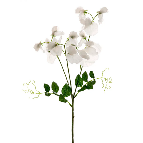 Sweet Peas S210W