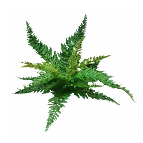 Leather Fern S2619