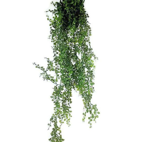 MAIDENHAIR FERN HANGING BUSH S2624