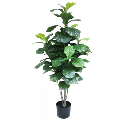 Fiddle Leaf Plant in Pot S2629