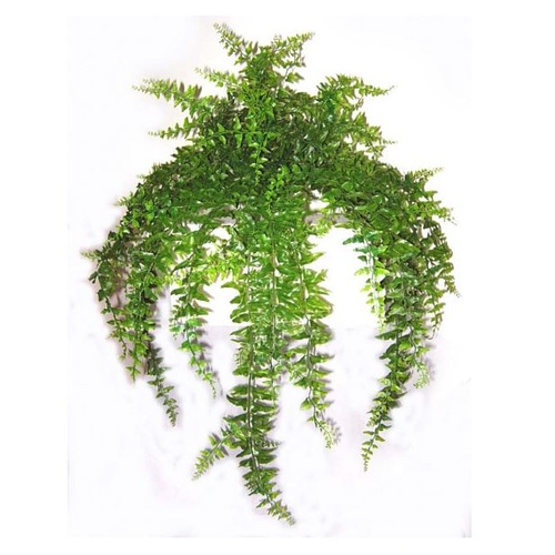 S2650 Hanging Baker Fern