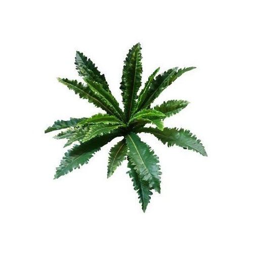 Margaritum Fern Bush S2661