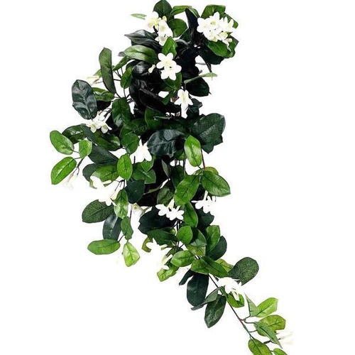 Stephanotis Hanging Bush S2667