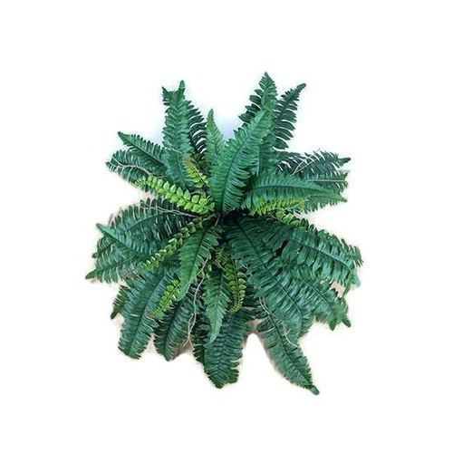 Boston Fern S2672