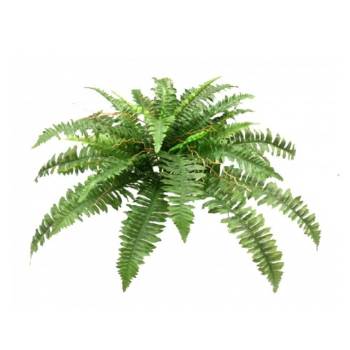 Medium Boston Fern S2673