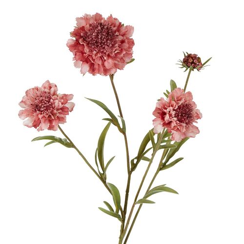 Scabiosa Spray S267P
