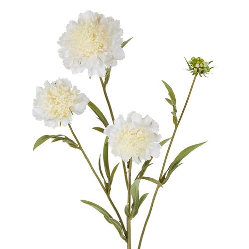 Scabiosa Spray S267WH