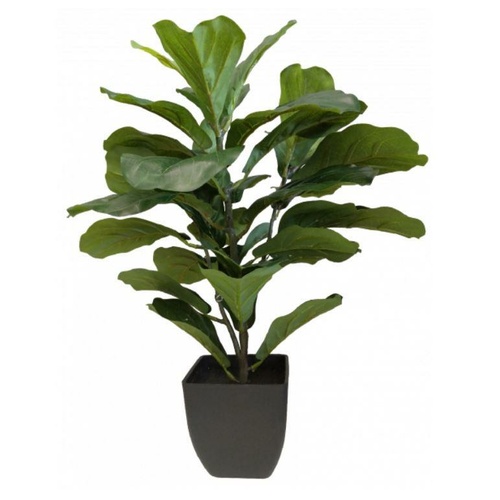 Fiddle Leaf in Pot S2708GRN