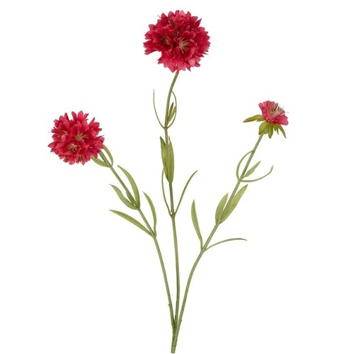 Scabiosa Spray S271DP