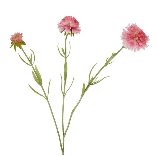 Scabiosa Spray S271P