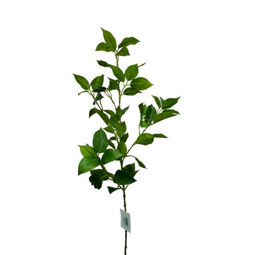 Ruscus Leaf Spray S3208GRN