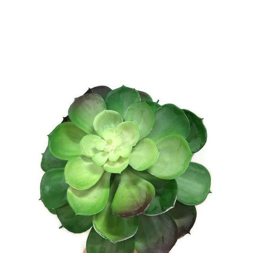 Succulent S3335-GRN