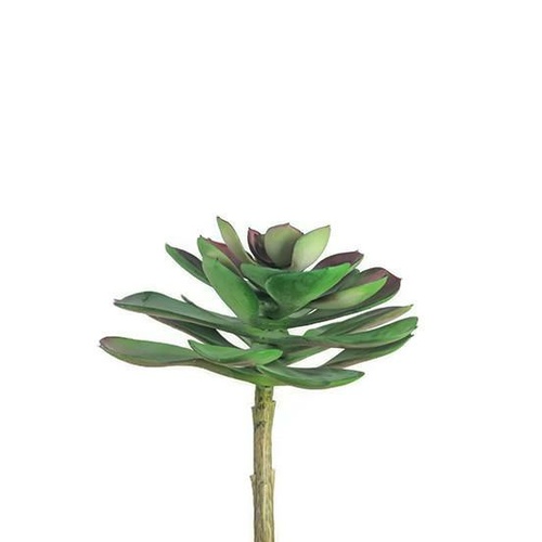 SUCCULENT LARGE FLAT S3444