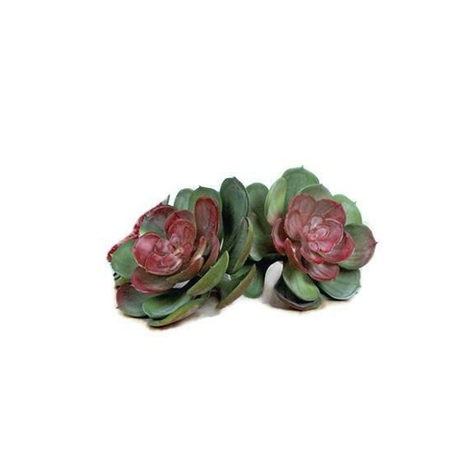 Succulent flat S3445