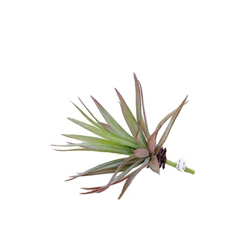 Succulent S3535