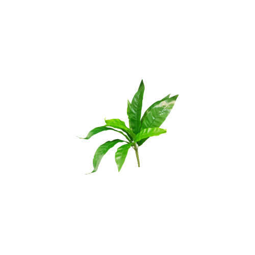 SMALL BIRD NEST FERN S3546-GRN