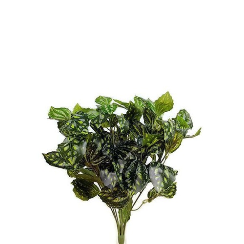 Short Euonymus Plant x 7 stems S3548