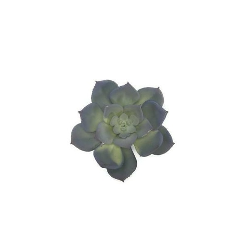 Small Blue Succulent S3628