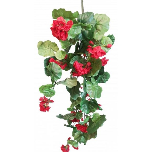 Geranium Bush S3718