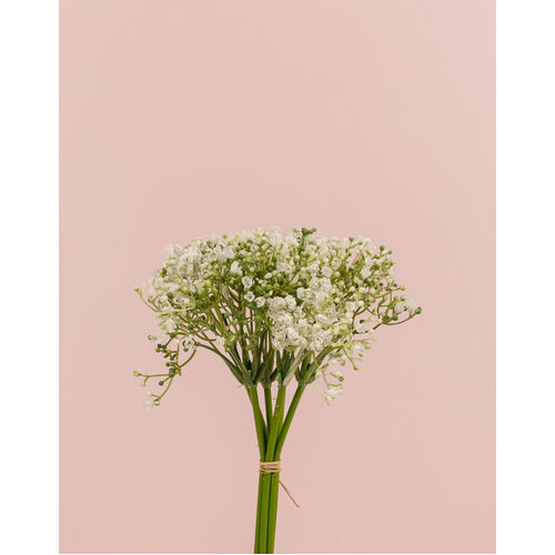 Gypsophila Bunch S3734-WH