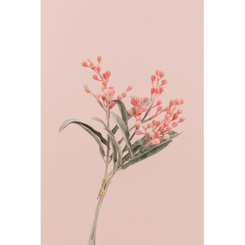 Wattle Bundle S3761ORG