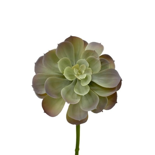 Echeveria Imbricata Succulent S3763LTblu