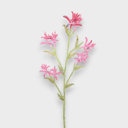 Kangaroo Paw Spray S3873R