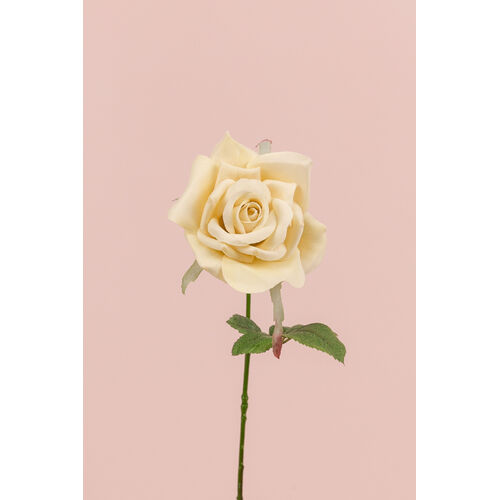 Single Royal Rose S537-BC
