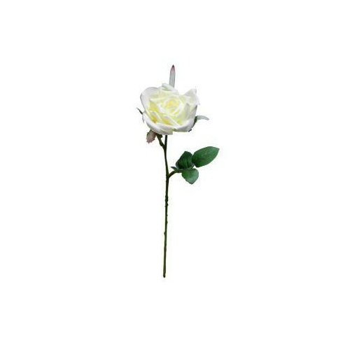 Single Royal Rose S537-CRM