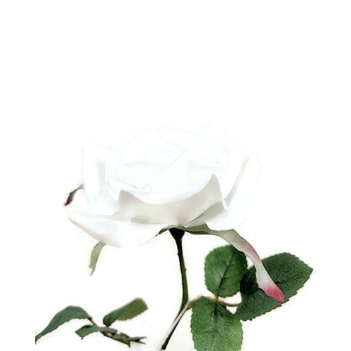 Single Royal Rose S537-WH