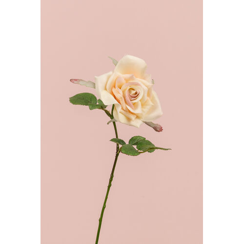 Single Royal Rose S537LTYELPNK