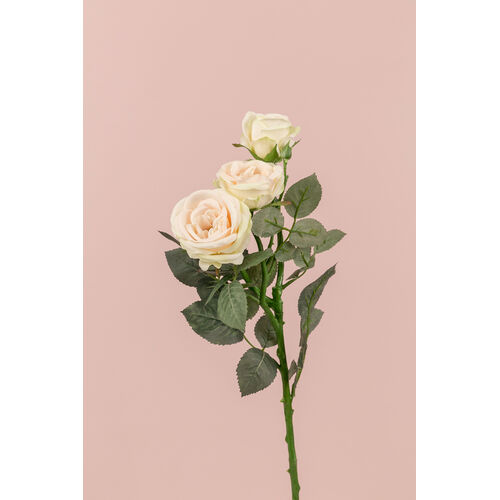 Single David Austin Rose S5713-CHAM
