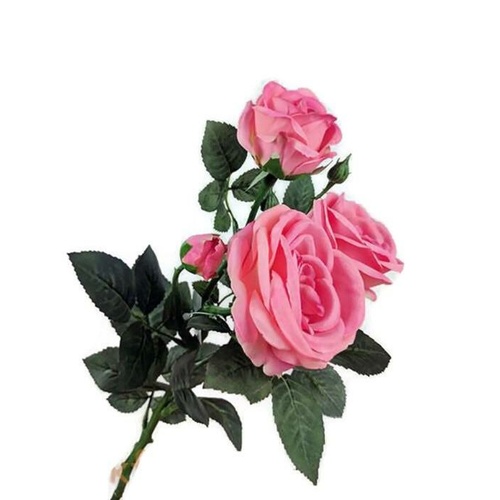 Single David Austin Rose S5713-DKPNK