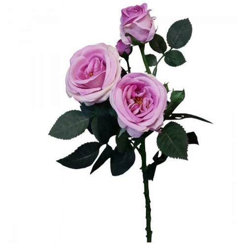 Single David Austin Rose S5713-MAU
