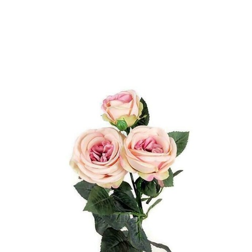 Single David Austin Rose S5713-PNK