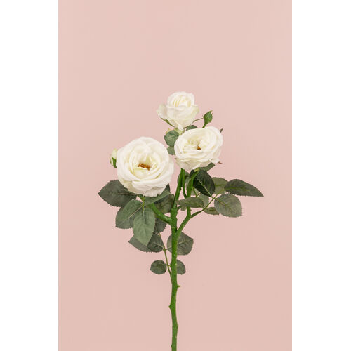 Single David Austin Rose S5713-WH