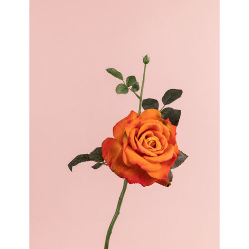 Large Open Rose S5714-FLM