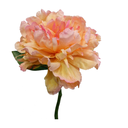 Open Peony S5761-APR