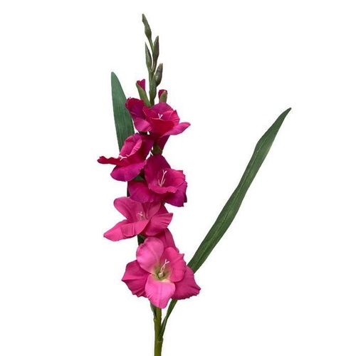 Gladioli S5793-MAG