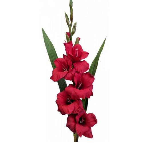 Gladioli S5793-RD